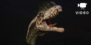 Dilophosaurus wetherilli