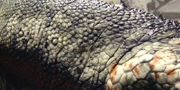 Dilophosaurus wetherilli