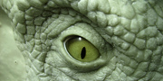 Dilophosaurus wetherilli