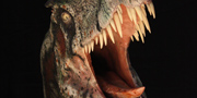 Dilophosaurus wetherilli