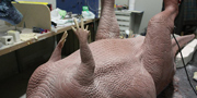 Dracorex hogwartsia