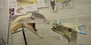 Dracorex hogwartsia