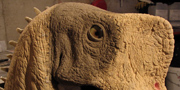 Europasaurus holgeri