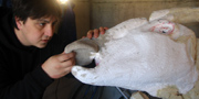 Parasaurolophus walkeri