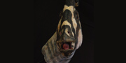Parasaurolophus walkeri