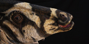 Parasaurolophus walkeri