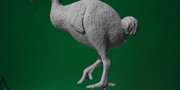 Dodo - Raphus cucullatus