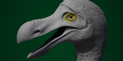 Dodo - Raphus cucullatus
