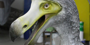Dodo - Raphus cucullatus