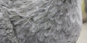 Dodo - Raphus cucullatus