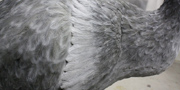 Dodo - Raphus cucullatus