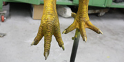 Dodo - Raphus cucullatus