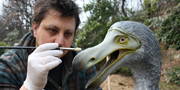 Dodo - Raphus cucullatus