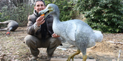 Dodo - Raphus cucullatus