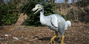 Dodo - Raphus cucullatus