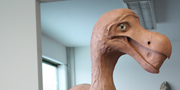 Dodo - Raphus cucullatus
