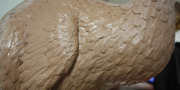 Dodo - Raphus cucullatus