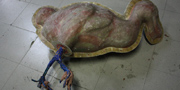 Dodo - Raphus cucullatus