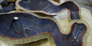 Dodo - Raphus cucullatus