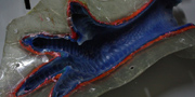 Dodo - Raphus cucullatus