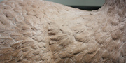 Dodo - Raphus cucullatus