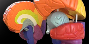 Mostre didattiche / Educational exhibitions