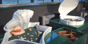 Mostre didattiche / Educational exhibitions