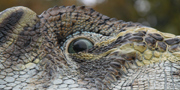 Spinosaurus aegyptiacus