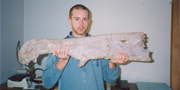 Spinosaurus aegyptiacus