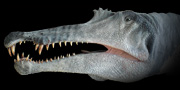 Spinosaurus aegyptiacus