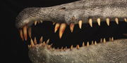 Spinosaurus aegyptiacus