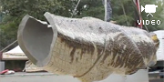 Spinosaurus aegyptiacus