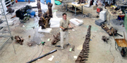 Stan fossil reconstruction of T.rex