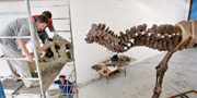 Stan fossil reconstruction of T.rex