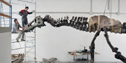Stan fossil reconstruction of T.rex
