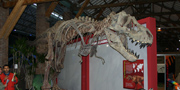 Stan fossil reconstruction of T.rex