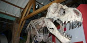 Stan fossil reconstruction of T.rex