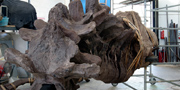 Stan fossil reconstruction of T.rex