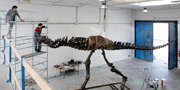 Stan fossil reconstruction of T.rex