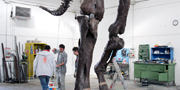 Stan fossil reconstruction of T.rex