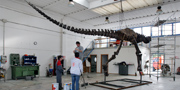 Stan fossil reconstruction of T.rex