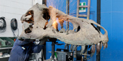 Stan fossil reconstruction of T.rex