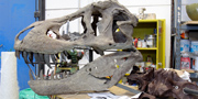 Stan fossil reconstruction of T.rex