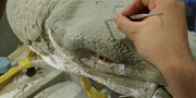 Stegosaurus stenops