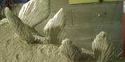 Stegosaurus stenops