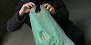Stegosaurus stenops