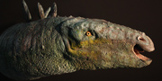Stegosaurus stenops