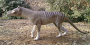 Thylacinus cynocephalus